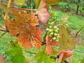 Vines, Sharpham Estate P1120541